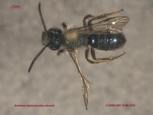 Photo of Andrena nigrocaerulea by Spencer Entomological Museum